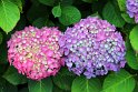 IMG_1178K
