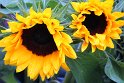 IMG_1215K