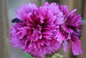 IMG_1815