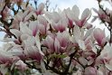 IMG_3743_A