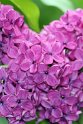 IMG_3896_B