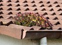 IMG_3741_A