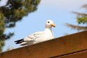 IMG_4030_A