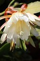 IMG_4134_A
