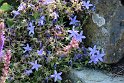 IMG_4145_A