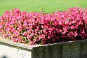 IMG_4219_A