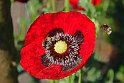 IMG_4936_A
