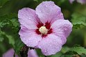 IMG_5141_A
