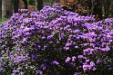 IMG_5498_K