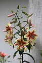 IMG_5650__