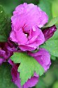 IMG_5660_A