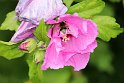 IMG_5663_A