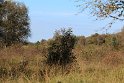 IMG_5726_A