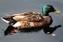 IMG_1239