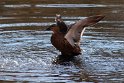 IMG_3213_A