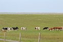 IMG_0310