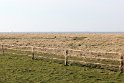 IMG_4442_A