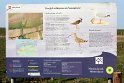 IMG_4451_C